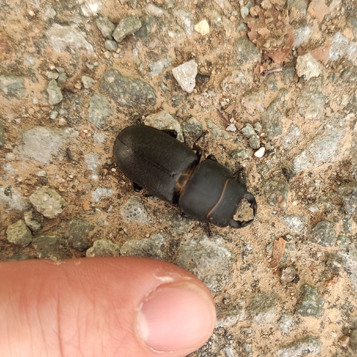 Lesser Stag Beetle