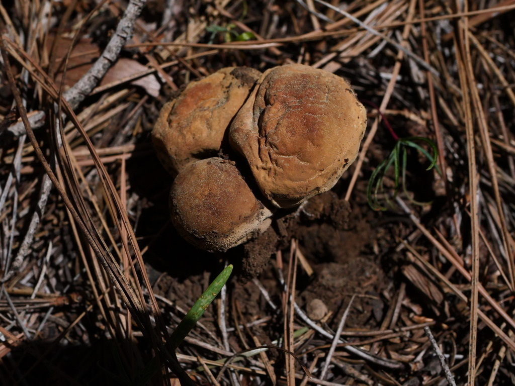 Scleroderma meridionale · May 2026 · photo: Photo: no rights reserved · iNaturalist