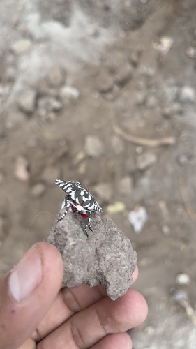 Arachnis dilecta