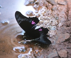 Heraclides anchisiades capys