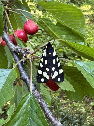 Cream-spot Tiger