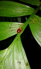 Pseudostilpnaspis lata