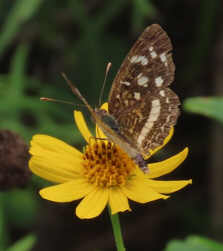 Pale-banded Crescent photo 3