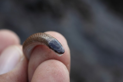 Tantilla atriceps