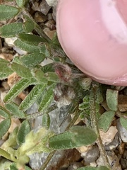 Astragalus nuttallianus