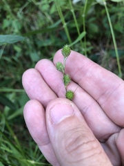 Carex longii