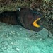 Stout Moray - Photo (c) Rino, some rights reserved (CC BY-NC), uploaded by Rino