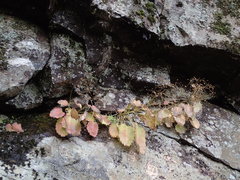 Micranthes oblongifolia