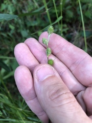Carex longii