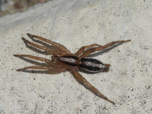 Two-lined Stealthy Ground Spider photo 4