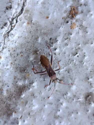 Camptopus lateralis