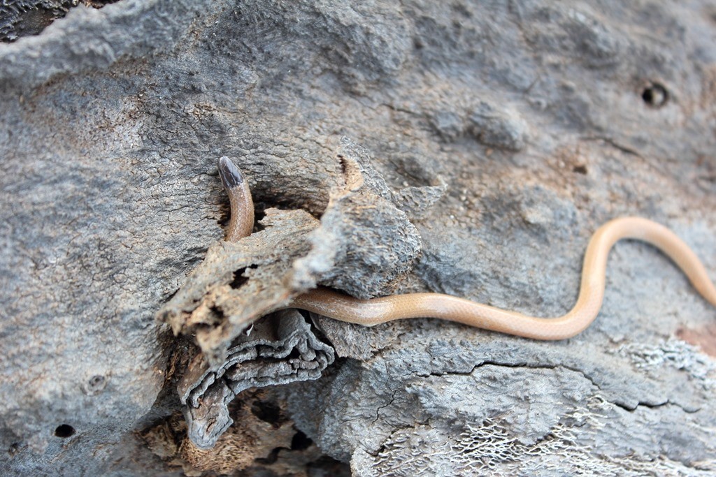 Mexican Black-headed Snake