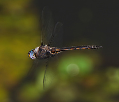 Epitheca petechialis