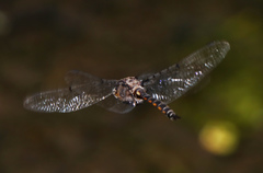 Epitheca petechialis