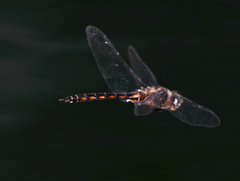 Epitheca petechialis