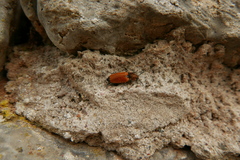 Anostirus castaneus