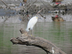 Egretta thula