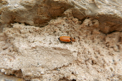 Anostirus castaneus