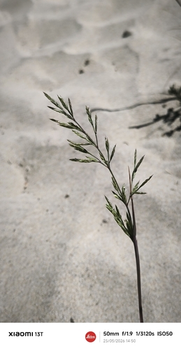 Cutandia maritima observed 2026-05-25