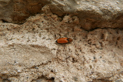 Anostirus castaneus