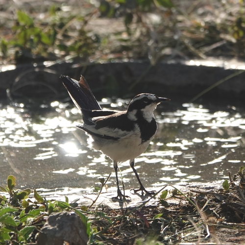 iNaturalist image