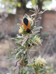 Melanopleurus bicolor