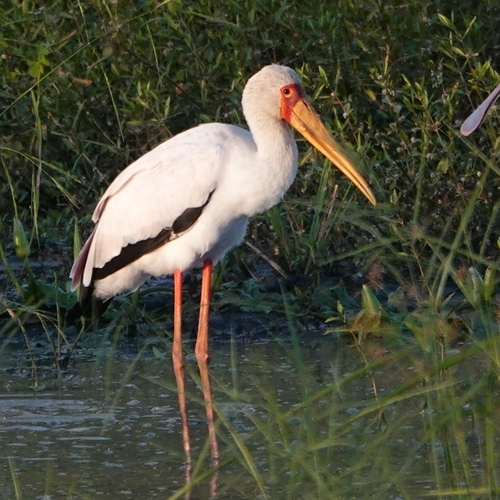 iNaturalist image
