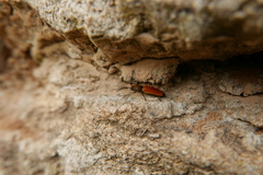 Anostirus castaneus