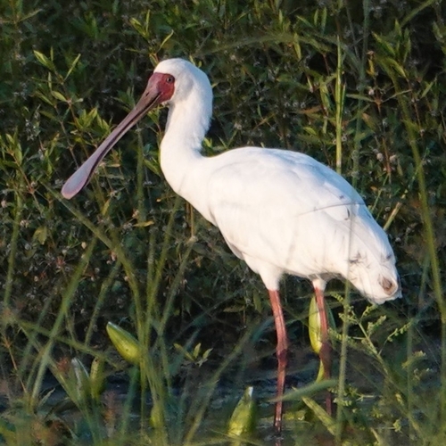iNaturalist image