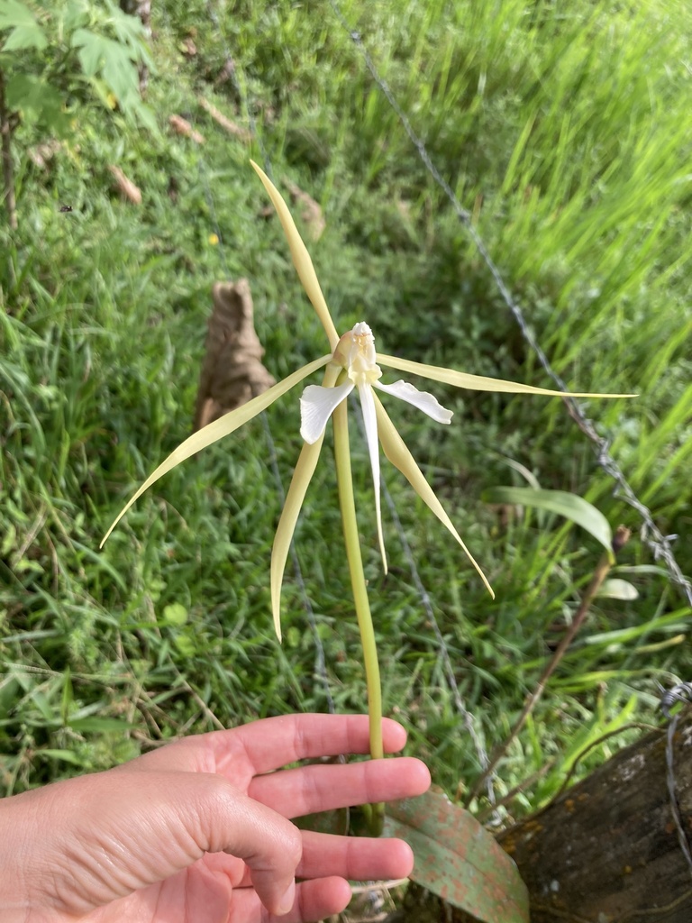 Epidendrum macroophorum Hágsater & Dodson 2