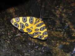 Pantherodes pardalaria