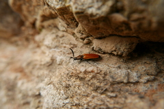 Anostirus castaneus