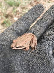 Lithobates sylvaticus