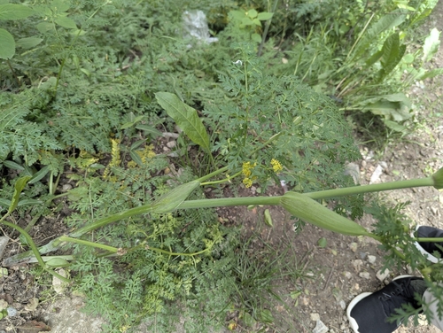 Ferula kelleri