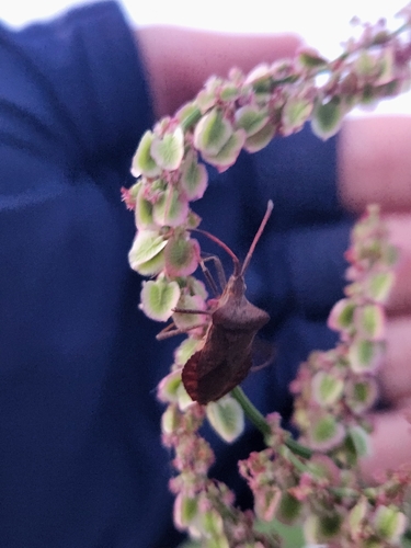 Dock Bug