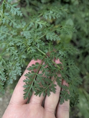 Ferula kelleri, photograph (c) Islam Galymzhanov, some rights reserved (CC BY)