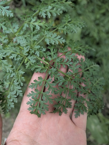 Ferula kelleri, photograph 2