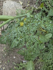Ferula kelleri, photograph (c) Islam Galymzhanov, some rights reserved (CC BY)