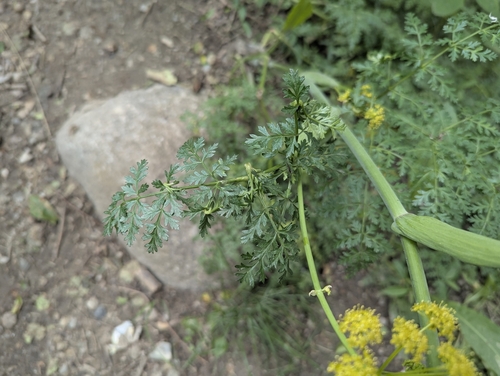 Ferula kelleri, photograph 4