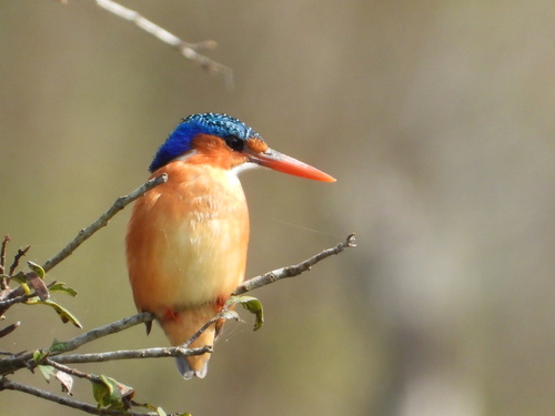 iNaturalist: (c) rastor, some rights reserved (CC BY-NC) iNaturalist image