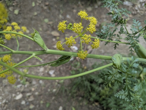 Ferula kelleri, photograph 5
