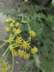 Ferula kelleri, photograph (c) Islam Galymzhanov, some rights reserved (CC BY)