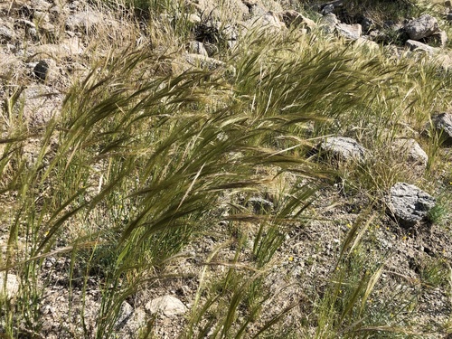 iNaturalist observation photo of cape ricegrass