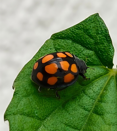 Epilachna mexicana