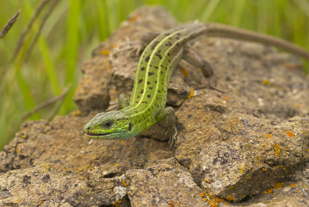 Caspian Green Lizard