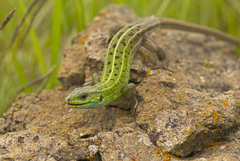 Caspian Green Lizard photo 1