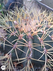 Ferocactus glaucescens
