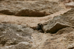 Melecta albifrons