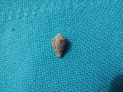 Conus puncticulatus