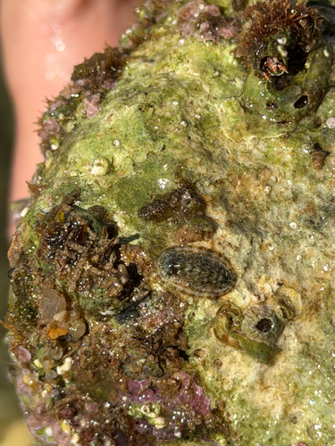 Rhyssoplax olivacea